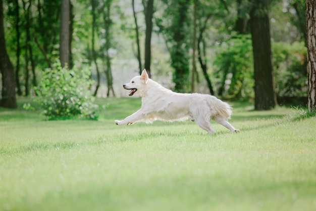 Un berger allemand blanc traverse un champ herbeux.