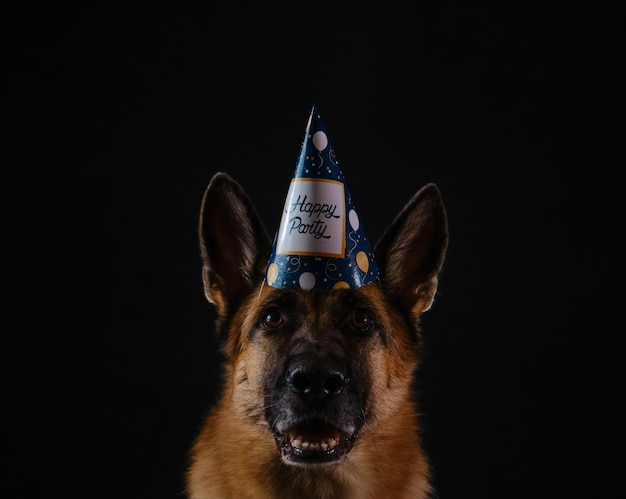 Berger allemand avec capuchon en papier festif avec inscription happy party Studio portrait closeup