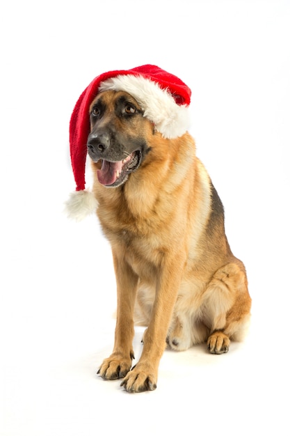 Berger allemand avec un chapeau de père Noël