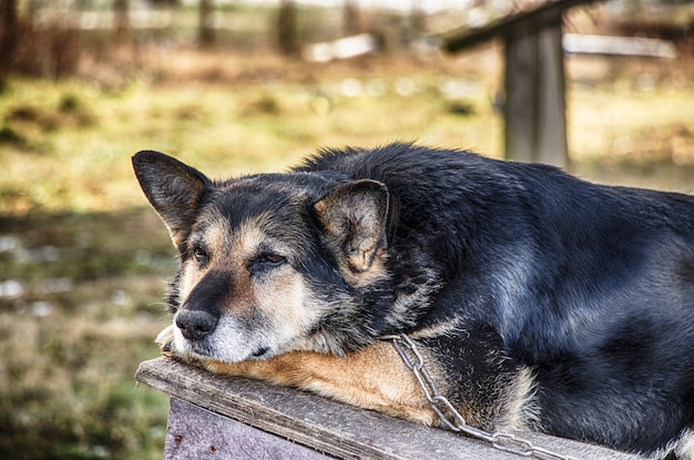 Berger allemand. Un chien très triste attend son maître. Chien de garde solitaire sur une chaîne. Le concept de solitude. Hachiko.