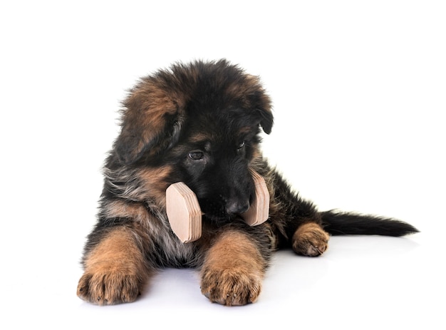 Berger allemand chiot isolé sur blanc