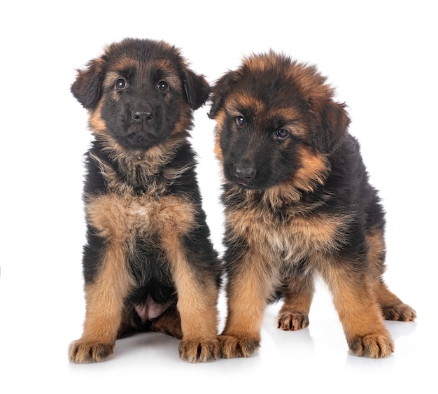 Berger allemand chiots