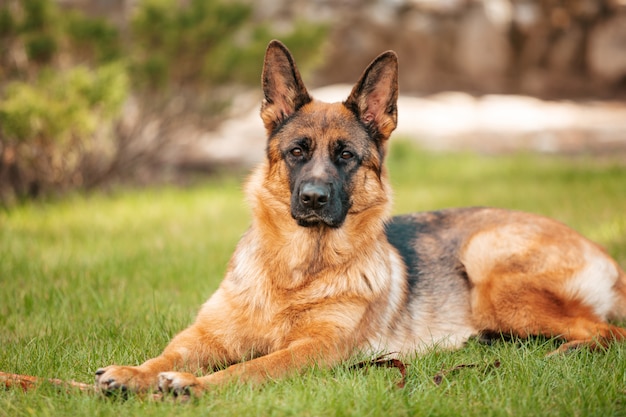 Berger allemand couché sur l'herbe dans le parc. Portrait d'un chien de race pure.