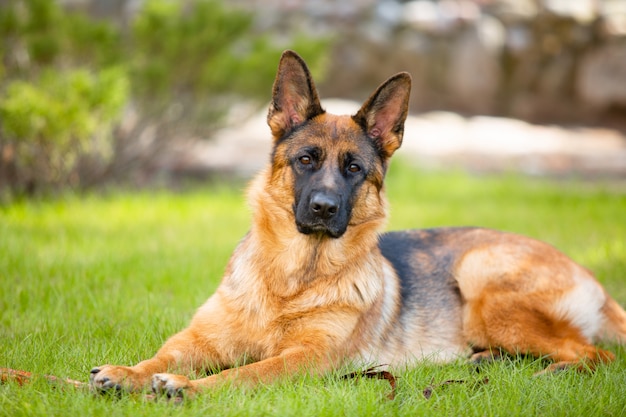 Berger allemand couché sur l'herbe dans le parc. Portrait d'un chien de race pure.