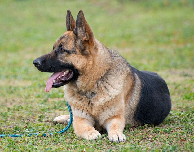 berger allemand dans la nature