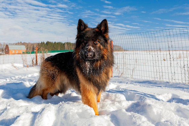 Berger allemand dans la neige en gros plan...