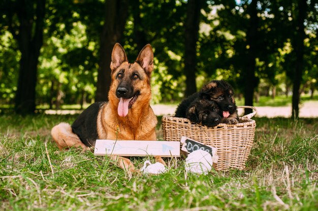 Berger allemand dans le parc