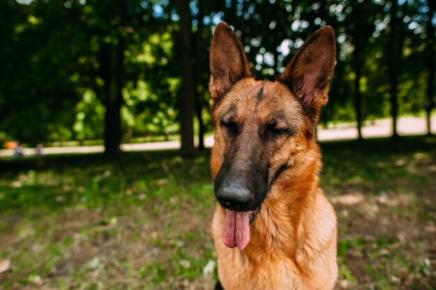 Berger allemand dans le parc