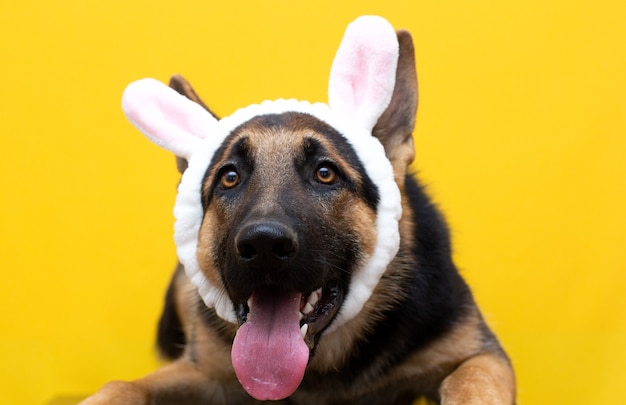 Berger allemand drôle en oreilles de lapin sur la tête.