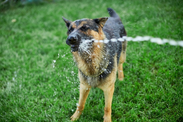 Un berger allemand espiègle essaie d'attraper l'eau d'un tuyau d'arrosage