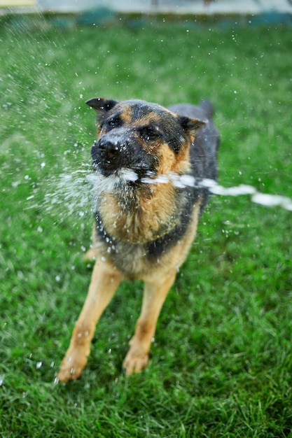 Un berger allemand espiègle essaie d'attraper l'eau d'un tuyau d'arrosage