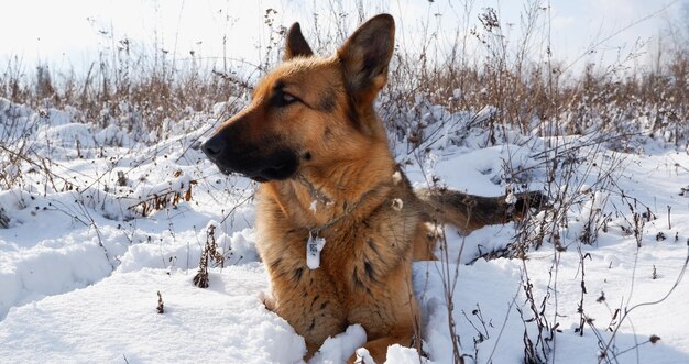 Un berger allemand est allongé dans la neige sur une prairie d'hiver.