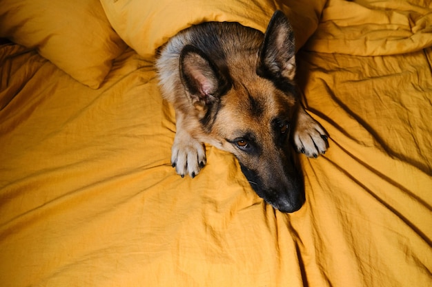 Le berger allemand est allongé sur une literie jaune avec la tête entre les pattes avant Le chien se réveille à la maison le matin ou se prépare à se coucher le soir Les animaux conceptuels vivent comme des humains Vue de dessus