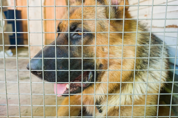 Berger allemand est enfermé dans une cage