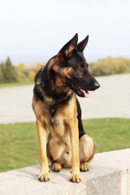 Berger allemand sur fond d'automne. Image verticale d'un chien