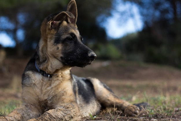 Berger allemand de front