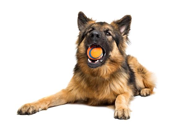 Berger allemand mâchant une boule orange