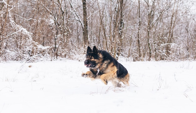 Un berger allemand à poil long attaque un homme. Chien d'exposition dans le parc naturel.