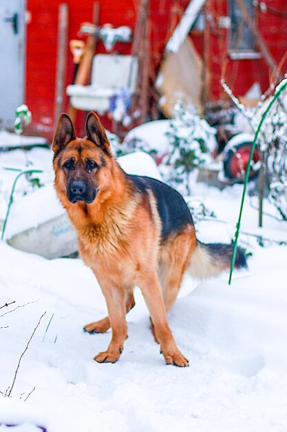 Berger allemand pour une promenade en hiver