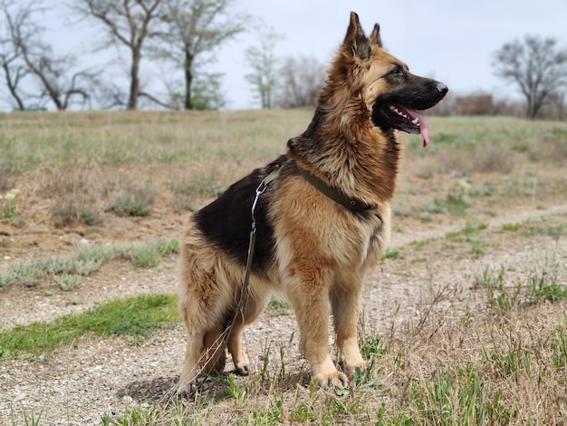 berger allemand pour une promenade