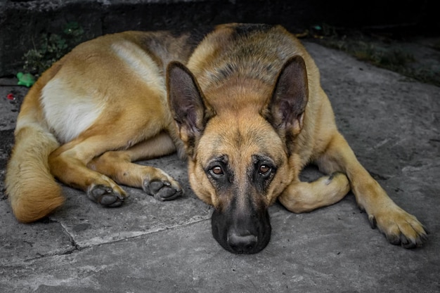 Berger allemand Regard triste Animaux abandonnés Une grande race de chien Chiens intelligents Race Watchtower