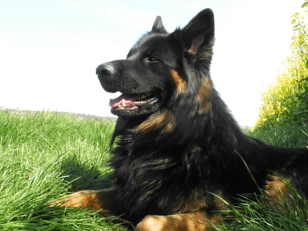 Photo un berger allemand se détend sur l'herbe