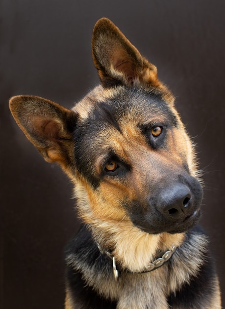 Berger allemand en studio sur fond noir