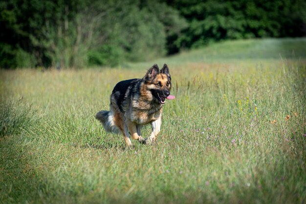 berger allemand