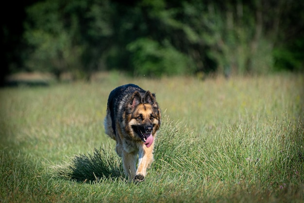 berger allemand