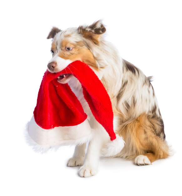 Berger américain avec bonnet de Noel dans la bouche