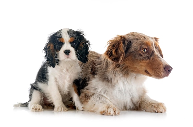 Berger américain miniature et cavalier king charles