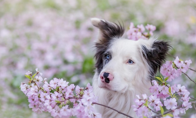 Berger australien aux yeux bleus dans le jardin de printemps.