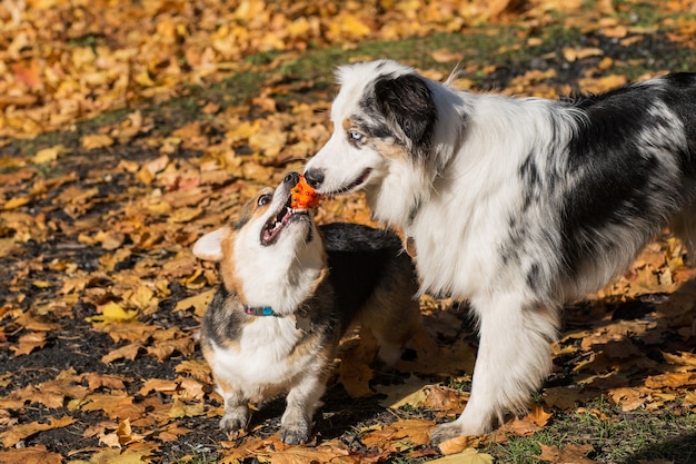 Berger australien avec ballon jouant avec corgi pembroke en forêt d'automne