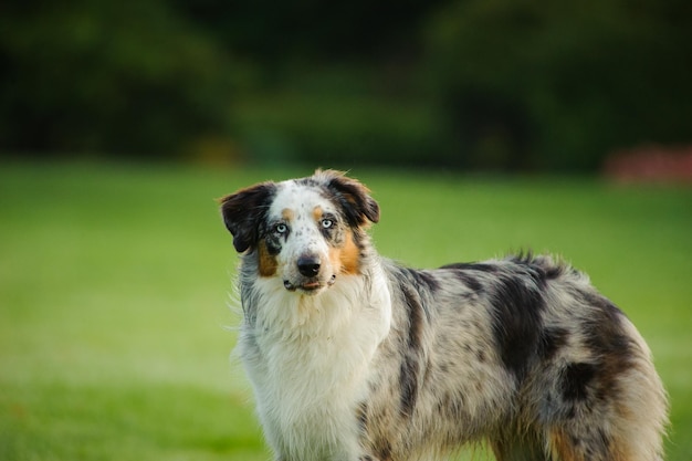 Un berger australien sur un champ dans un parc