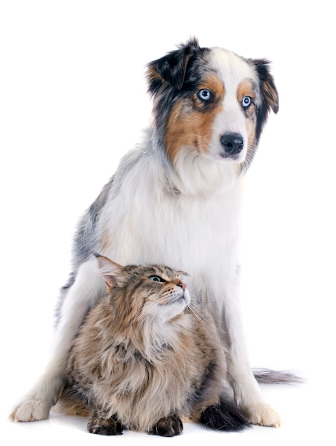 berger australien et maine coon