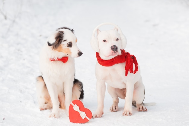 Berger australien en noeud papillon rouge et bulldog avec boîte coeur. Valentin.