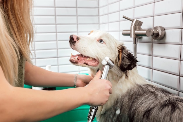 Le berger australien se douche avec du shampoing dans un bain pour chien