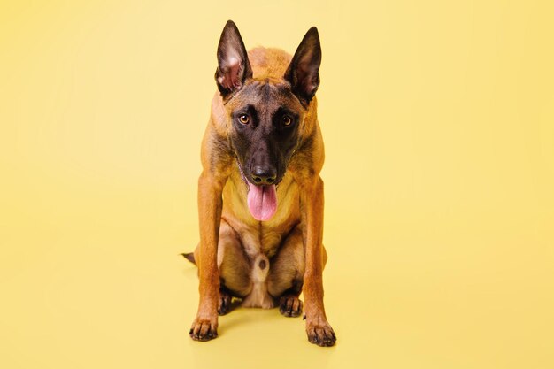 Le berger belge le chien malinois sur fond jaune