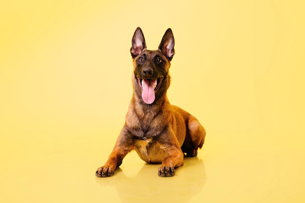 Le berger belge le chien malinois sur fond jaune