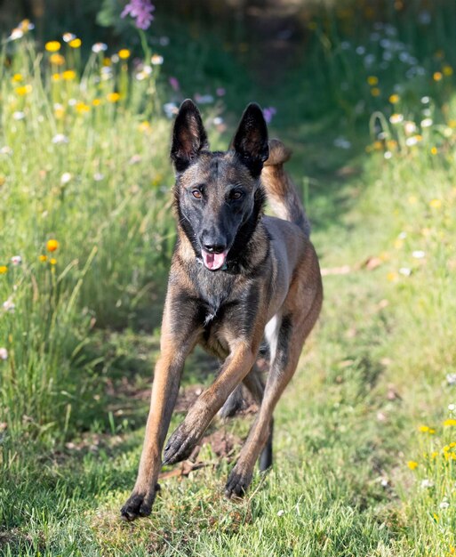 Photo berger belge dans la nature