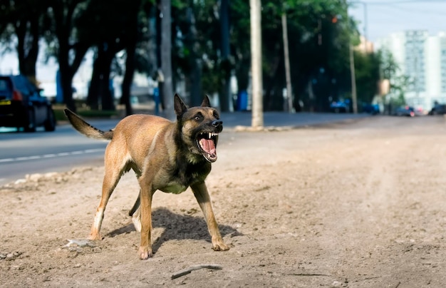 berger belge malinois agressif