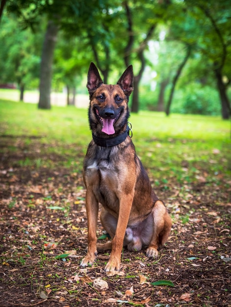 Berger Belge Malinois avec la bouche ouverte assis sur l&#39;herbe verte