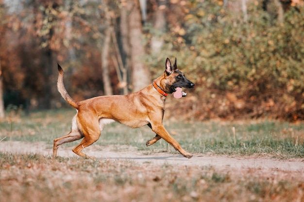 Berger Belge Malinois debout dans les feuilles mortes dans le parc public. Automne, automne. Chien heureux sur