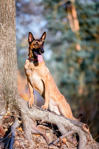 Berger Belge Malinois debout dans les feuilles mortes dans le parc public. Automne, automne. Chien heureux sur