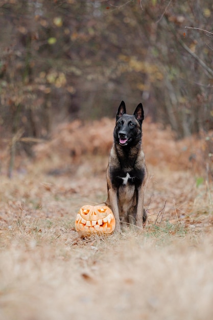 Berger Belge Malinois debout dans les feuilles mortes dans le parc public. Automne, automne. Chien heureux sur