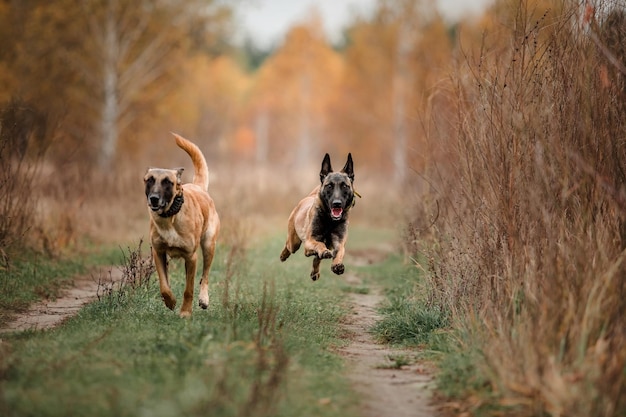 Berger Belge Malinois debout dans les feuilles mortes dans le parc public. Automne, automne. Chien heureux sur