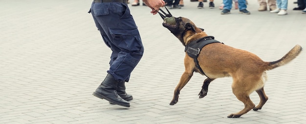 Le berger belge malinois garde la frontière Les troupes frontalières démontrent la capacité des chiens