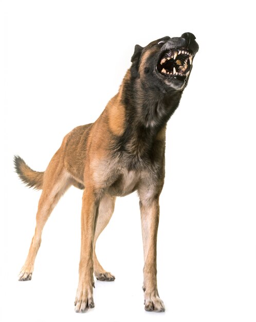 berger belge malinois