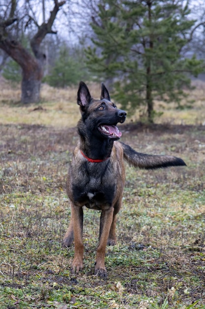 Berger belge Photo d'un beau chien