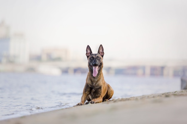 Berger Belge sur la plage Chien Malinois en marche